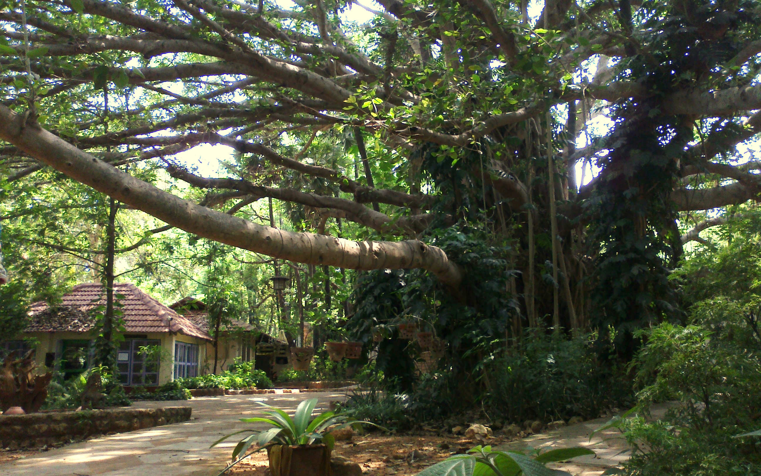 Auroville and Pondicherry